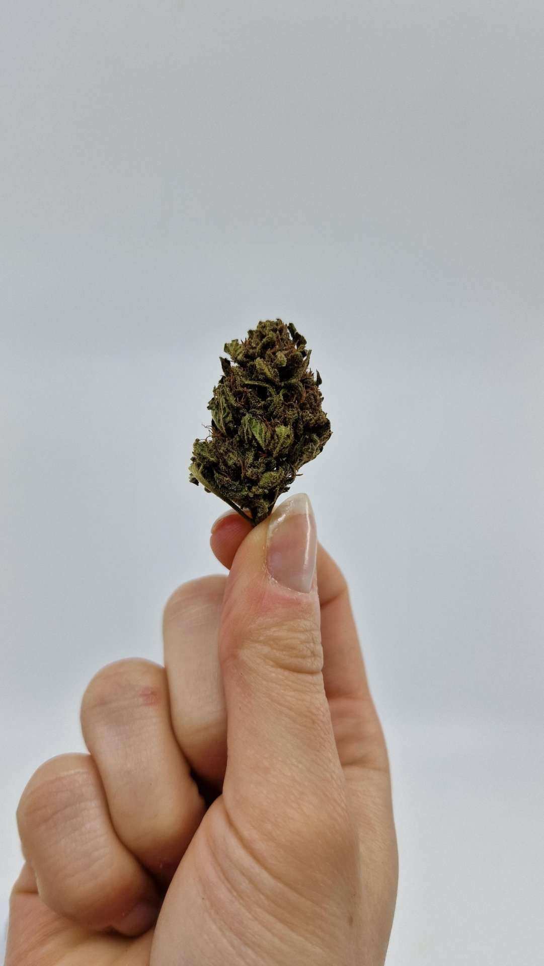 Fleur de CBD - BLACKBERRY | LA FLEUR FRANÇAISE - Le Fermier CBD®