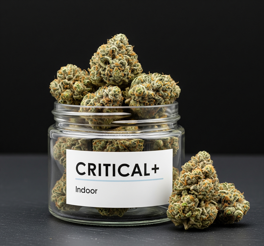 Fleur de CBD Critical+ Indoor