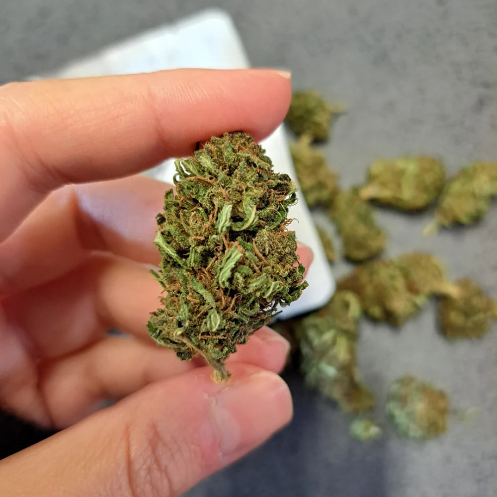 Blackberry outdoor